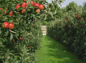 Sunlit orchard rows and fruit trees