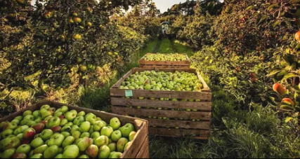 Fresh fruit assortment for premium subscription boxes