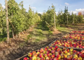 Orchard pantry products and seasonal fruit tasting setup